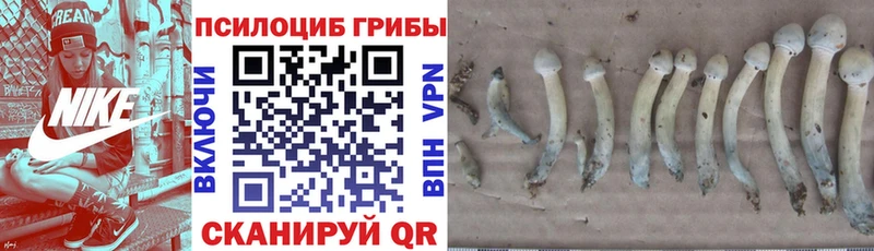 блэк спрут ТОР  Бакал  Псилоцибиновые грибы Psilocybine cubensis 